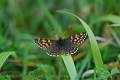 duke of burgundy butterfly-2